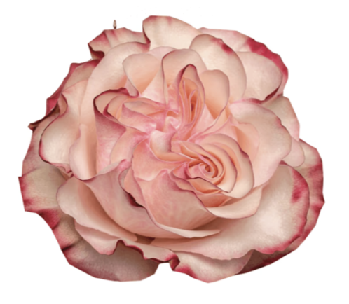 ROSE COUNTRY CANDY - 50 CM